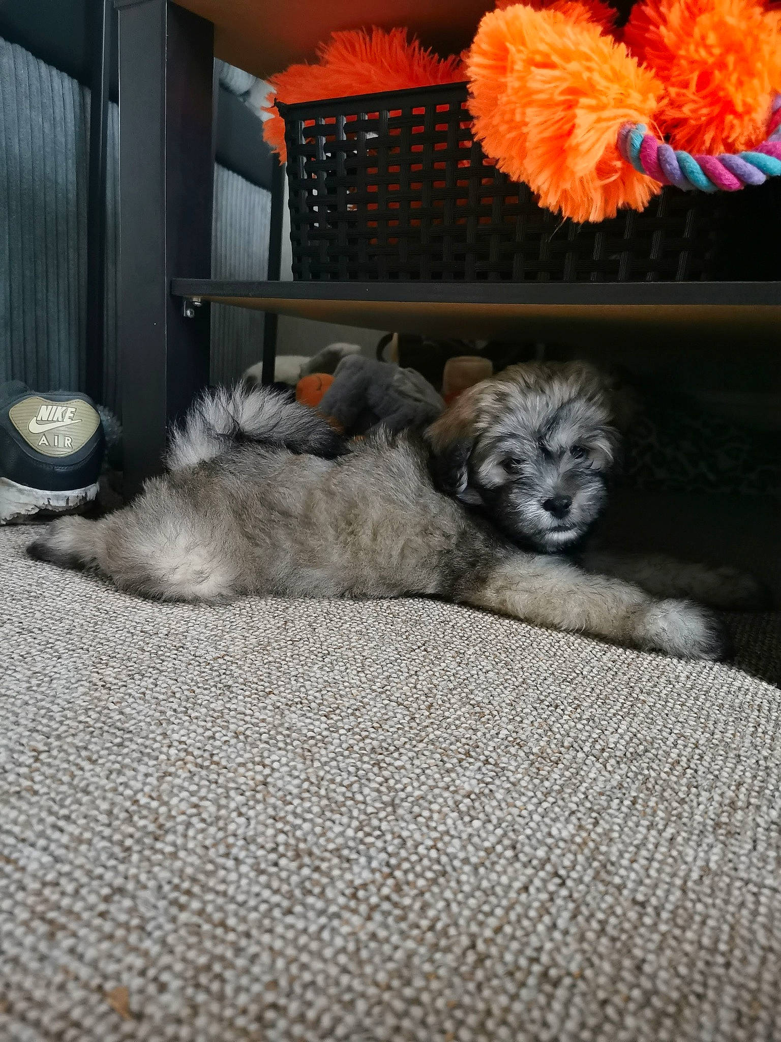 Wall-e joined the competition — help win amazing prizes! art, carpet, comfort, companion_dog, couch, dog, dog_breed, felidae, flooring, flower, fur, gas, grey, linens, petal, plant, room, small_to_medium_sized_cats, tail, textile