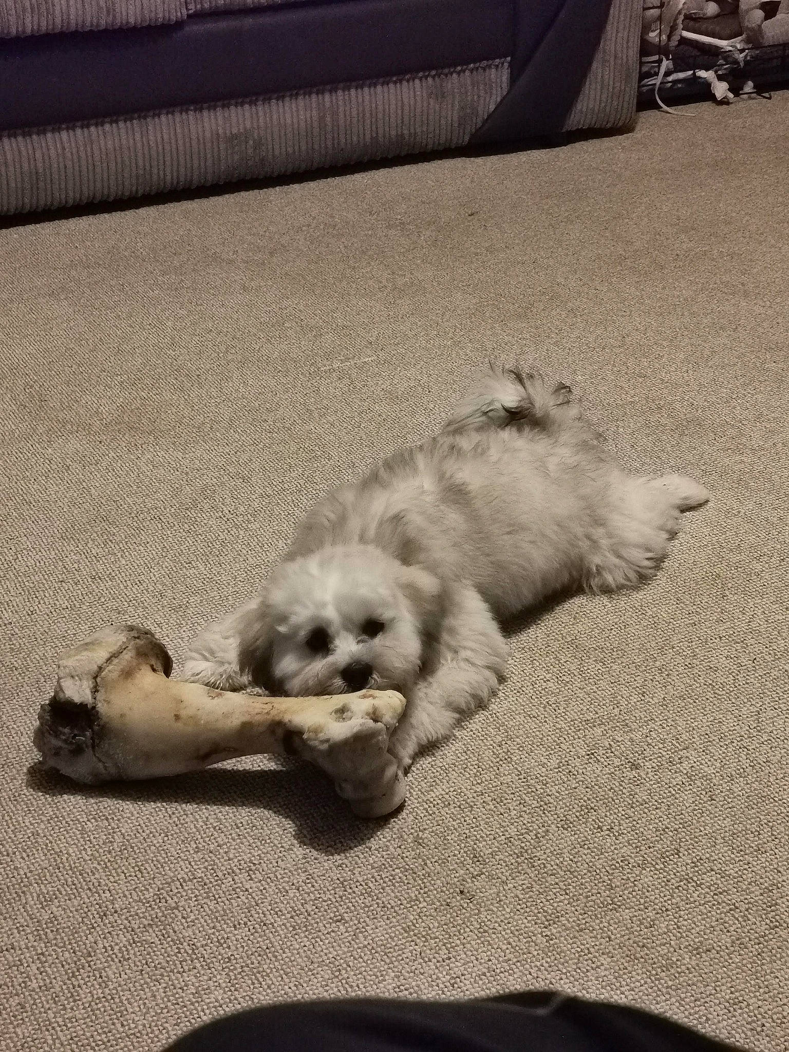 Wall-e joined the competition — help win amazing prizes! canidae, carnivore, comfort, companion_dog, dog, dog_breed, fawn, flooring, fur, grey, monochrome, monochrome_photography, paw, road_surface, snout, sporting_group, tail, toy_dog, whiskers, working_animal