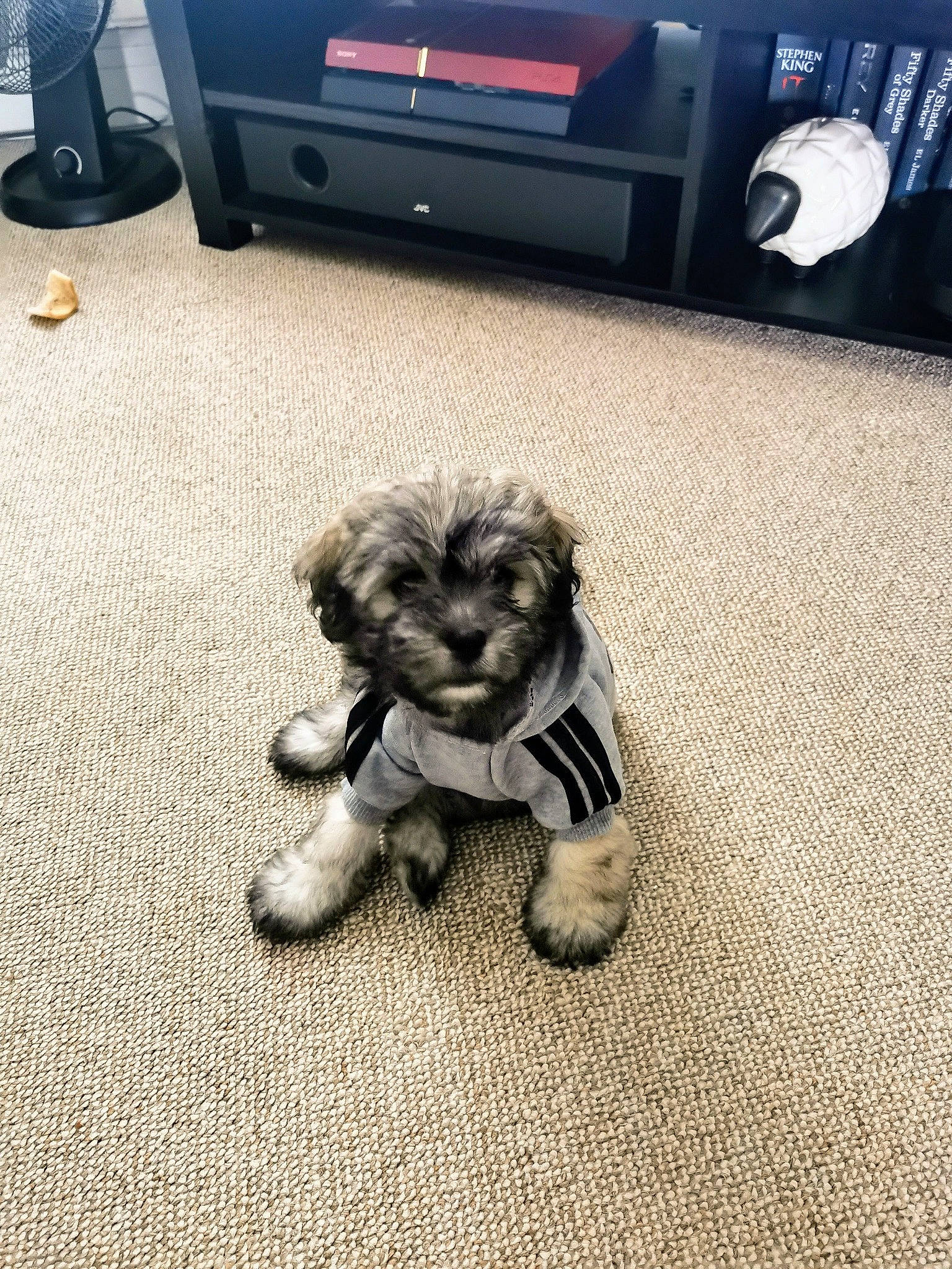 Wall-e joined the competition — help win amazing prizes! asphalt, audio_equipment, automotive_design, automotive_exterior, automotive_tire, bumper, companion_dog, dog_breed, felidae, floor, flooring, grass, human_leg, motor_vehicle, personal_luxury_car, road_surface, sneakers, technology, toy_dog, vehicle_door