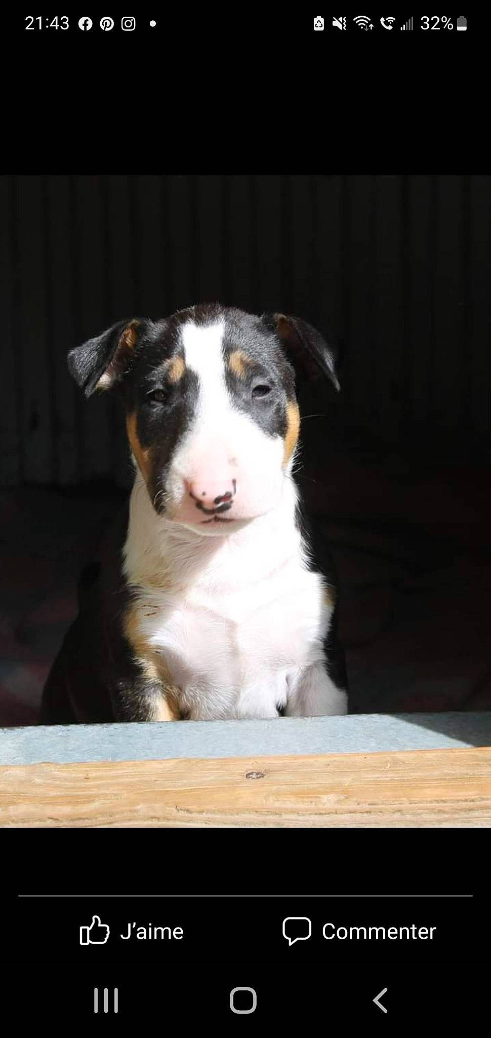 Narcomania a rejoint le concours — aidez-le/la à gagner de superbes lots ! border_collie, bored, canidae, carnivore, companion_dog, dog, dog_breed, herding_dog, snout, sporting_group, terrestrial_animal, whiskers, working_animal, working_dog