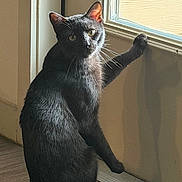 Ozzy is registered to the contest to win money with this photo: cat, black_cat, pet, animal, sitting, window, indoors, sunlight, whiskers, pointed_ears, green_eyes, fur, portrait, dramatic_pose, paw, wood_floor, window_frame, home, daylight, photography