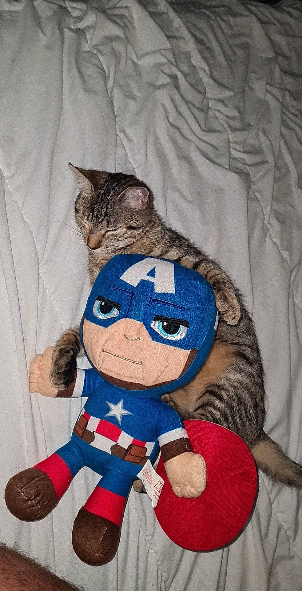 Captain participe au concours pour gagner de l'argent avec cette photo : captain_america, cat, costume, felidae, fictional_character, plush, small_to_medium_sized_cats, stuffed_toy, superhero, tabby_cat, textile, whiskers