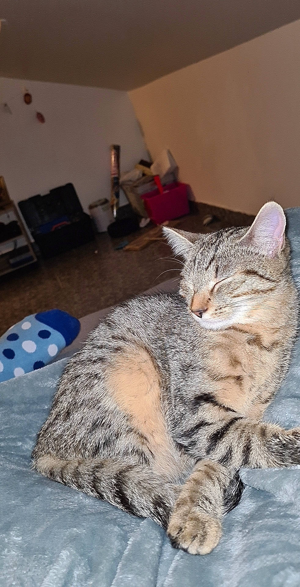 Captain participe au concours pour gagner de l'argent avec cette photo : aegean_cat, american_bobtail, american_shorthair, asian, bobcat, california_spangled, carnivore, cat, domestic_short_haired_cat, dragon_li, egyptian_mau, european_shorthair, felidae, mammal, ocicat, pixie_bob, small_to_medium_sized_cats, snout, tabby_cat, whiskers