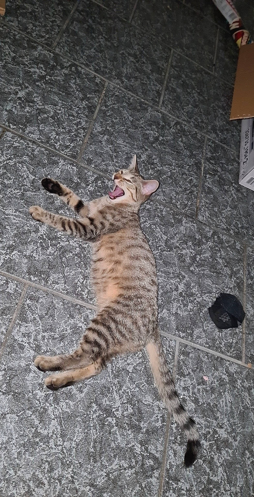 Captain a rejoint le concours — aidez-le/la à gagner de superbes lots ! arabian_mau, asian, bengal, california_spangled, carnivore, cat, domestic_short_haired_cat, egyptian_mau, european_shorthair, felidae, kitten, mammal, ocicat, savannah, small_to_medium_sized_cats, tabby_cat, tail, vertebrate, whiskers, wild_cat