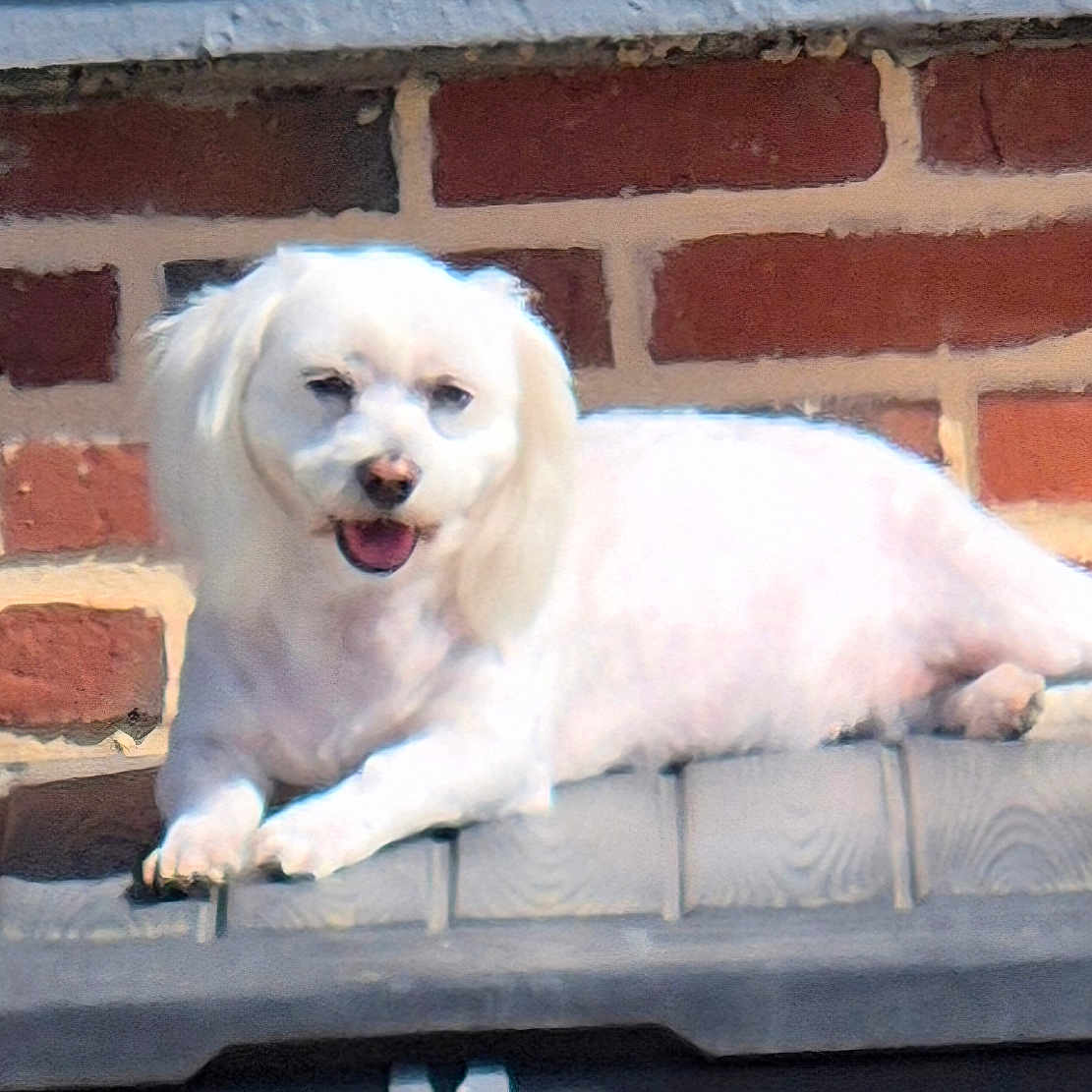 Thalia a rejoint le concours — aidez-le/la à gagner de superbes lots ! dog, white_dog, small_dog, pet, animal, sunlight, brick_wall, outdoor, relaxed, happy, lying_down, canine, fur, smiling, paw, face, tongue, daylight, resting, cute