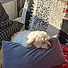 Thalia a rejoint le concours — aidez-le/la à gagner de superbes lots ! dog, sleeping, pillow, blanket, cushion, indoor, cozy, white_dog, resting, soft_texture, sunlight, window, home, pet, relaxation, comfort, fur, decor, red_blanket, patterned_blanket
