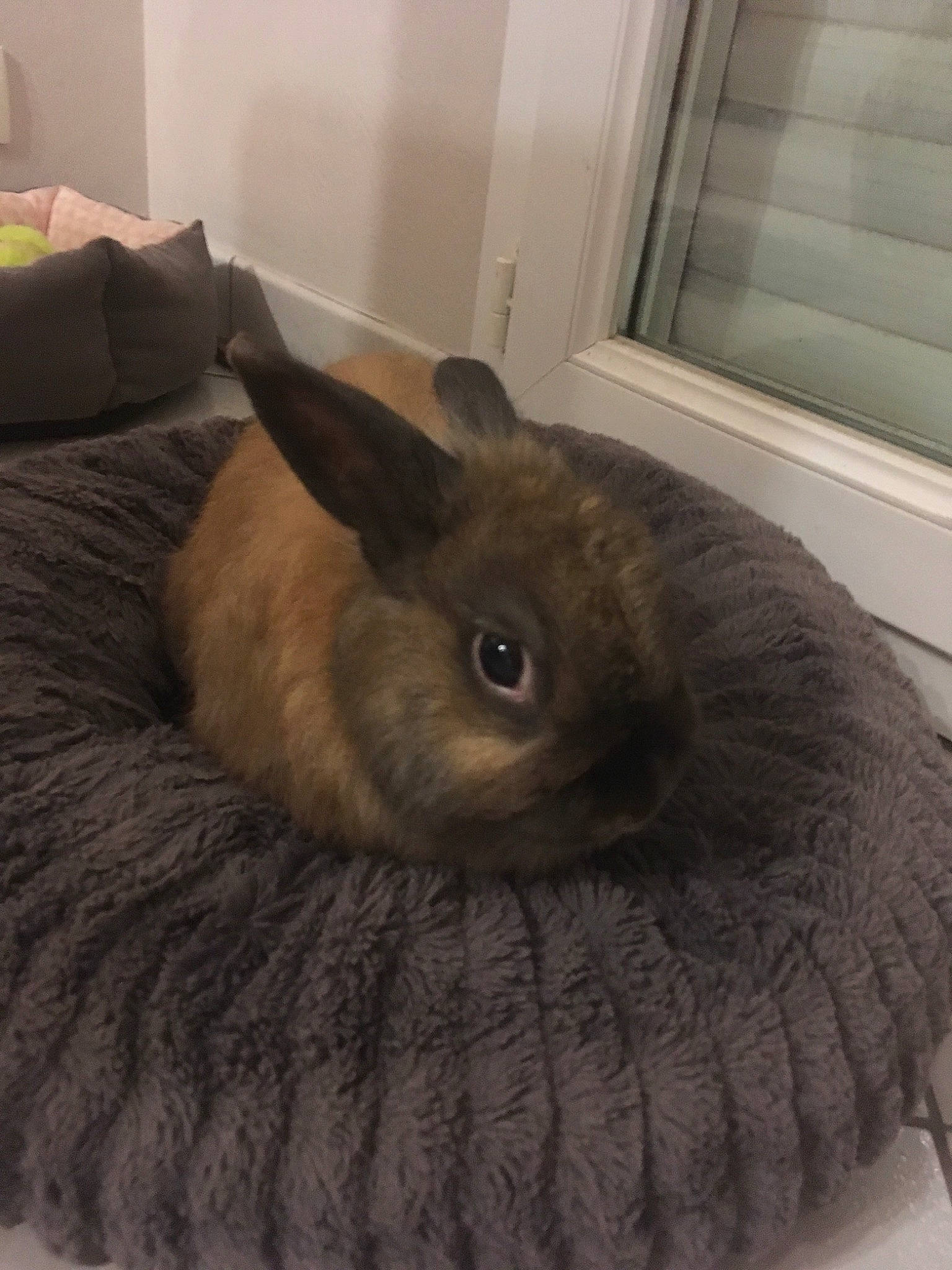 Caramel a rejoint le concours — aidez-le/la à gagner de superbes lots ! domestic_rabbit, ear, fawn, fur, furniture, hare, rabbit, rabbits_and_hares, room, skin, whiskers, wood_rabbit