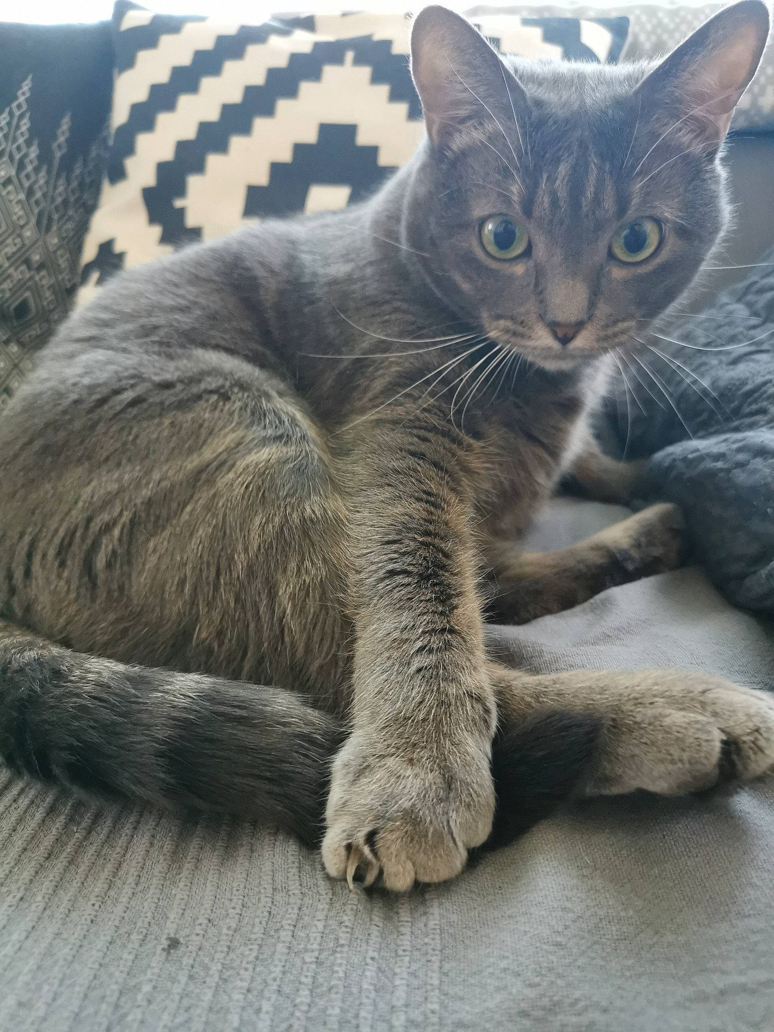 Chakra participe au concours pour gagner de l'argent avec cette photo : carnivore, cat, claw, comfort, domestic_short_haired_cat, felidae, fur, grey, paw, sitting, small_to_medium_sized_cats, tail, terrestrial_animal, whiskers, wildlife