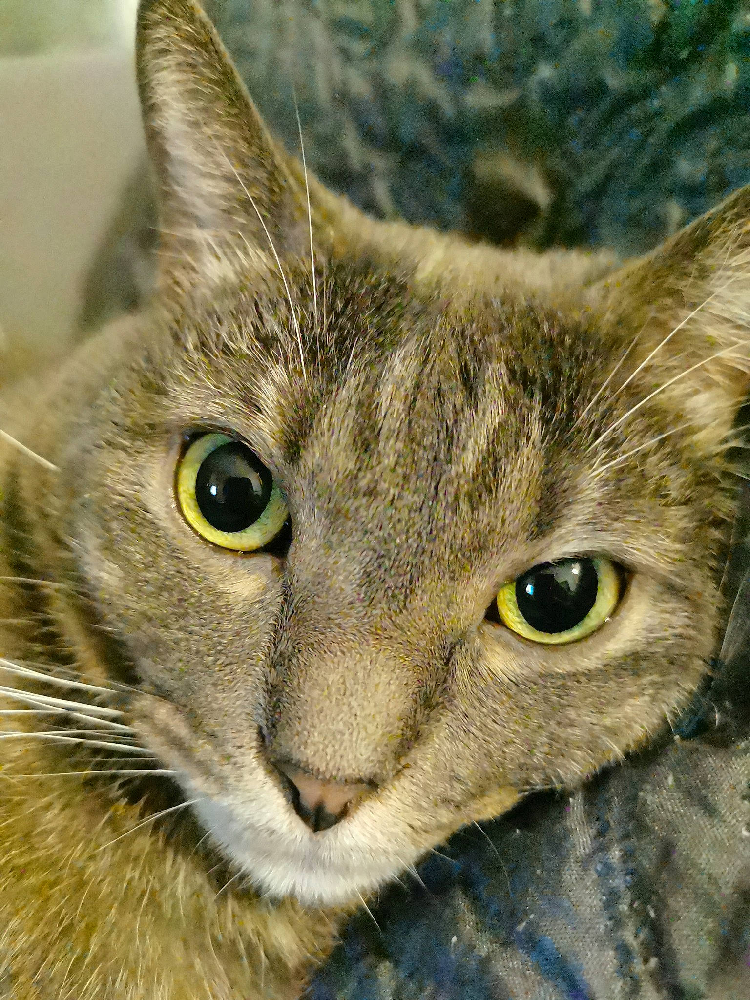 Chakra participe au concours pour gagner de l'argent avec cette photo : carnivore, cat, close_up, domestic_short_haired_cat, ear, felidae, fur, grass, iris, small_to_medium_sized_cats, snout, terrestrial_animal, whiskers, wildlife