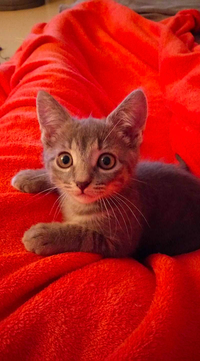 Chakra a rejoint le concours — aidez-le/la à gagner de superbes lots ! carnivore, cat, close_up, comfort, ear, eye, fawn, felidae, fur, head, human_body, iris, leg, nose, orange, red, small_to_medium_sized_cats, snout, tail, whiskers