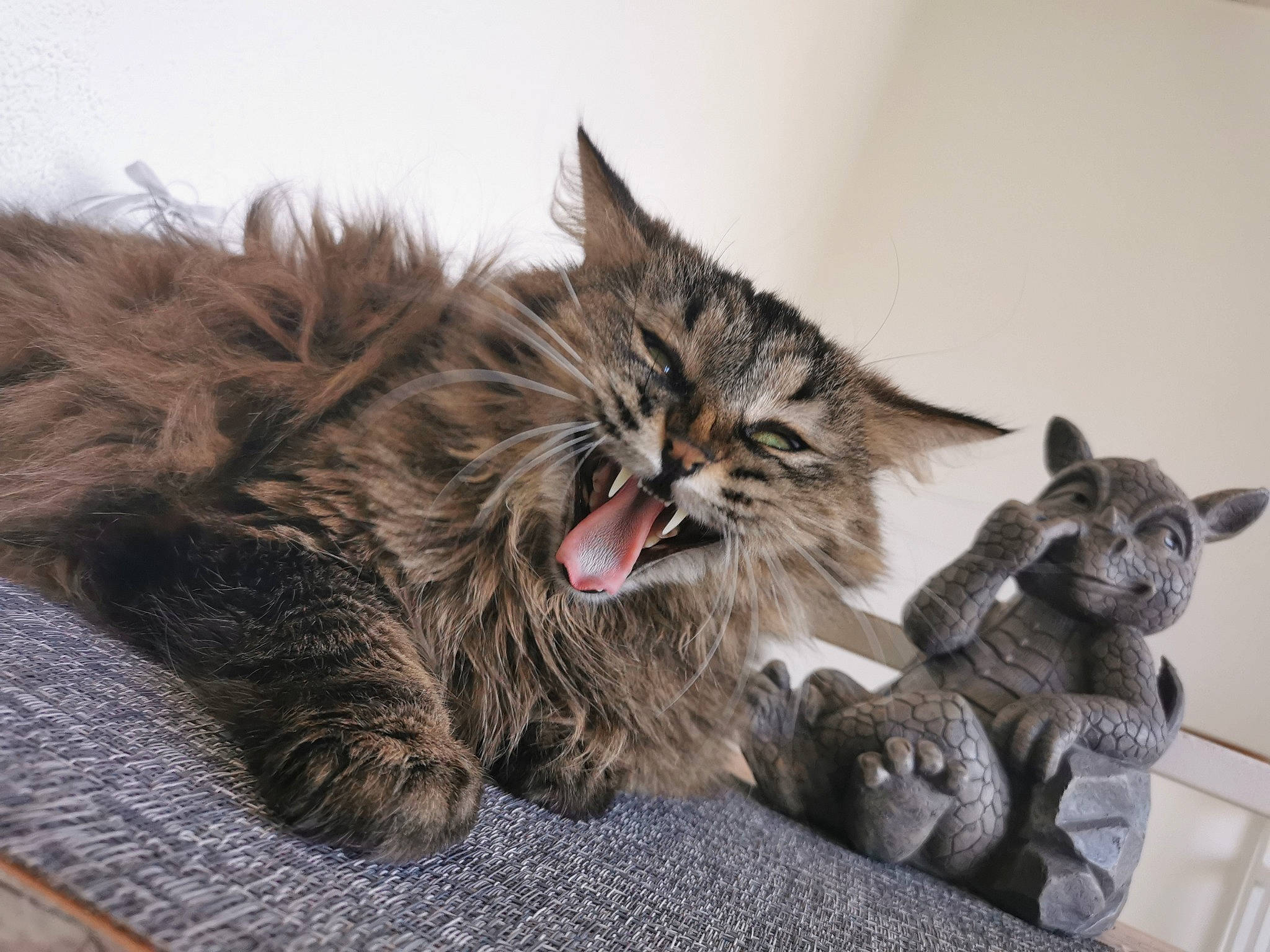 Banzaï participe au concours pour gagner de l'argent avec cette photo : canidae, carnivore, cat, claw, digital_video_recorder, domestic_short_haired_cat, fang, felidae, fur, grey, maine_coon, nap, paw, sleep, small_to_medium_sized_cats, snout, terrestrial_animal, whiskers, yawn