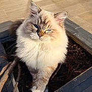 Aston participe au concours pour gagner de l'argent avec cette photo : cat, fluffy, blue_eyes, plant_pot, outdoor, sunlight, feline, whiskers, fur, pet, animal, close_up, nature, paw, curious, soft, majestic, domestic_animal, cute, relaxed