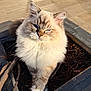 cat, fluffy, blue_eyes, plant_pot, outdoor, sunlight, feline, whiskers, fur, pet, animal, close_up, nature, paw, curious, soft, majestic, domestic_animal, cute, relaxed