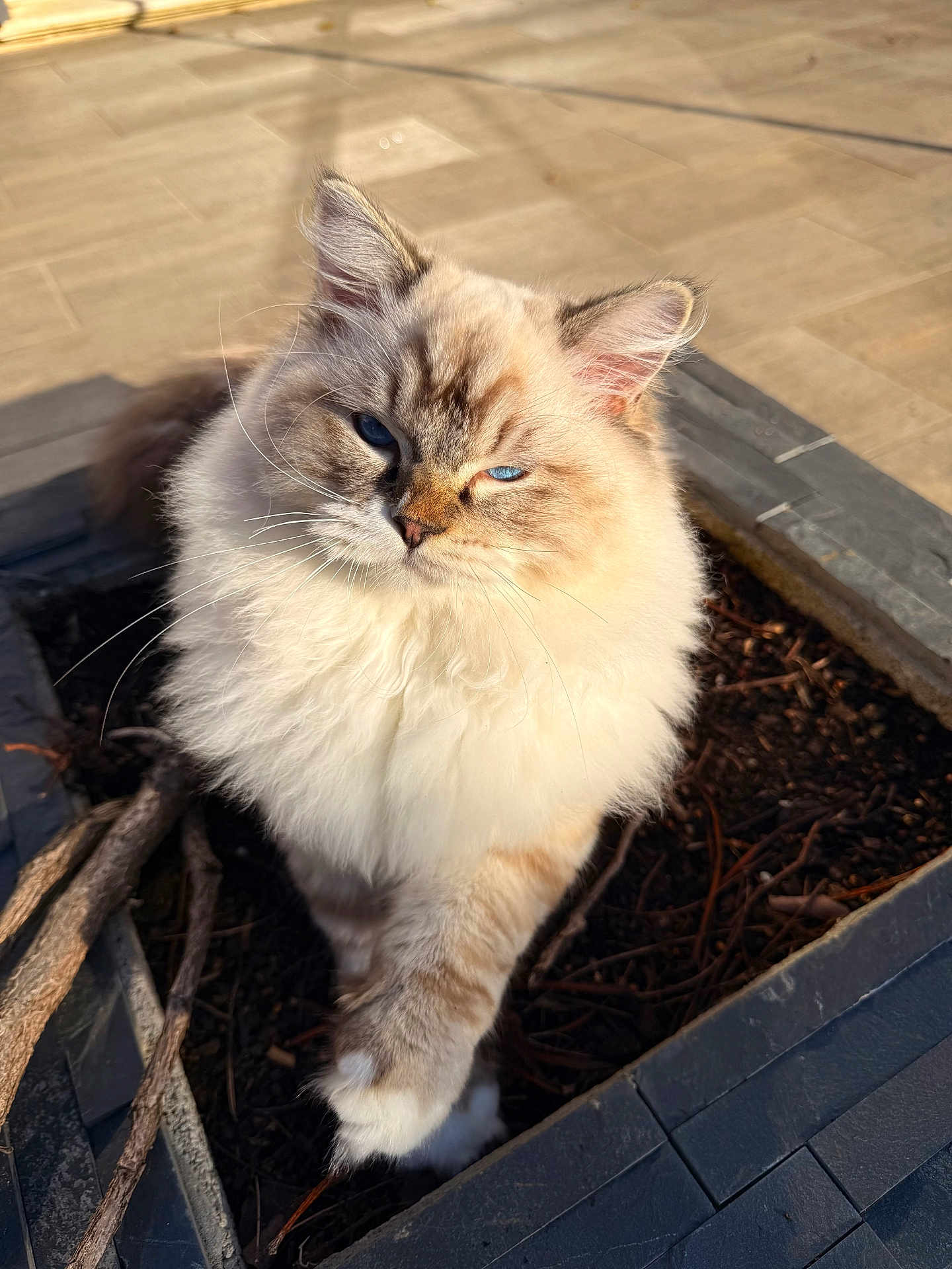 Aston participe au concours pour gagner de l'argent avec cette photo : cat, fluffy, blue_eyes, plant_pot, outdoor, sunlight, feline, whiskers, fur, pet, animal, close_up, nature, paw, curious, soft, majestic, domestic_animal, cute, relaxed