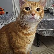 Sunny participe au concours pour gagner de l'argent avec cette photo : cat, orange_tabby, pet, indoor, curious, animal, whiskers, ears, fur, eyes, face, table, curtain, home, floor, carpet, furniture, human_hand, closeup, domestic_cat