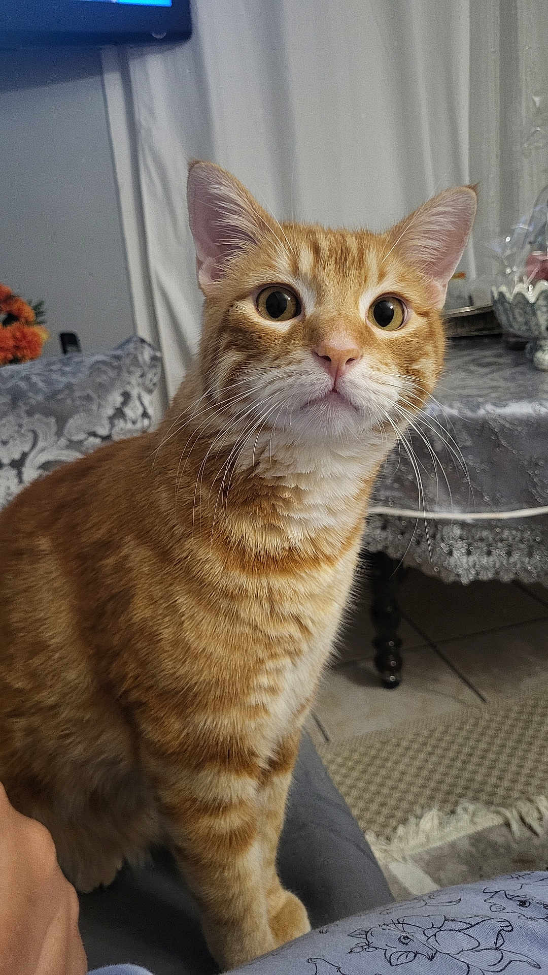 Sunny participe au concours pour gagner de l'argent avec cette photo : cat, orange_tabby, pet, indoor, curious, animal, whiskers, ears, fur, eyes, face, table, curtain, home, floor, carpet, furniture, human_hand, closeup, domestic_cat
