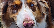 Uska a rejoint le concours — aidez-le/la à gagner de superbes lots ! animal, bodypart, canine, cockerspaniel, collie, cream, dessert, dog, goldenretriever, grass, hound, husky, mouth, outdoors, person, pet, plant, puppy, snout, tongue