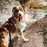 Uska a rejoint le concours — aidez-le/la à gagner de superbes lots ! animal, australian_shepherd, blue_eyes, brown_and_white, collar, dog, greenery, leash, long_hair, nature, open_mouth, outdoors, pet, portrait, ruins, sitting, smartphone_photo, stone_wall, tongue_out, tunnel
