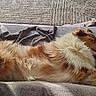 Uska a rejoint le concours — aidez-le/la à gagner de superbes lots ! animal, blanket, brown_and_white, couch, cozy, cushion, dog, floor, fluffy, home, indoor, long_hair, lying_down, pet, photography, relaxed, resting, sleeping, sofa, sunlight