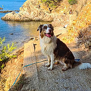 Uska participe au concours pour gagner de l'argent avec cette photo : brown_and_white, canine, cliff, coastline, dog, landscape, ocean, outdoor, portrait, rocky_shore, sailboats, seaside, shaggy_fur, sitting, sunny, tongue_out, travel, trees, walking_path, water