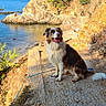 brown_and_white, canine, cliff, coastline, dog, landscape, ocean, outdoor, portrait, rocky_shore, sailboats, seaside, shaggy_fur, sitting, sunny, tongue_out, travel, trees, walking_path, water