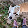 Tabby is registered to the contest to win money with this photo: dog, brown_and_white_dog, grass, dirt, feet, purple_shoes, jeans, outdoor, pet, animal, canine, looking_up, curious, two_dogs, legs, shoes, nature, daylight, ground, casual