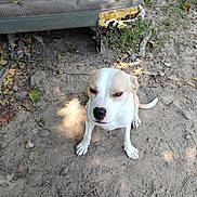Tabby joined the competition — help win amazing prizes! dog, animal, pet, outdoor, dirt, leaf, grass, cushion, worn_out, broken, seat, tan, white, sitting, looking_up, ears, tail, nature, sunlight, shadow