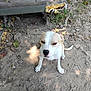 dog, animal, pet, outdoor, dirt, leaf, grass, cushion, worn_out, broken, seat, tan, white, sitting, looking_up, ears, tail, nature, sunlight, shadow