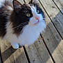 cat, feline, long_hair, black_and_white, green_eyes, whiskers, ears, paw, fur, outdoor, wooden_deck, sunlight, shadow, portrait, looking_up, pet, close_up, adorable, fluffy, boards
