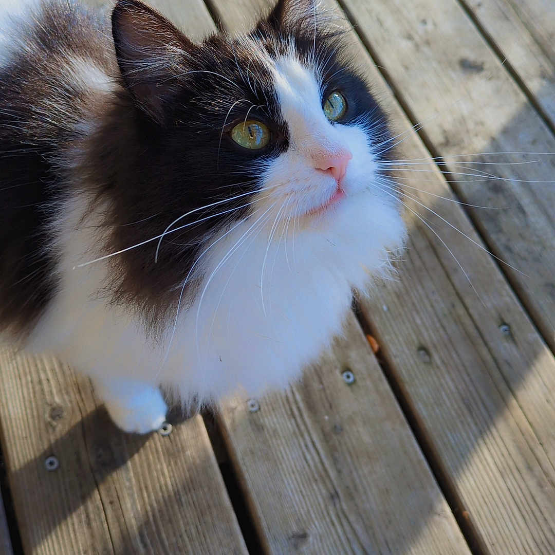 Bulma a rejoint le concours — aidez-le/la à gagner de superbes lots ! cat, feline, long_hair, black_and_white, green_eyes, whiskers, ears, paw, fur, outdoor, wooden_deck, sunlight, shadow, portrait, looking_up, pet, close_up, adorable, fluffy, boards