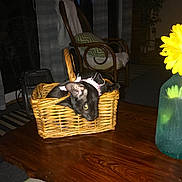 Ella is registered to the contest to win money with this photo: kitten, black_cat, basket, wooden_table, pink_collar, flower, vase, chair, blanket, indoor, curious, pet, furniture, home, domestic, animal, cute, cozy, decor, living_room