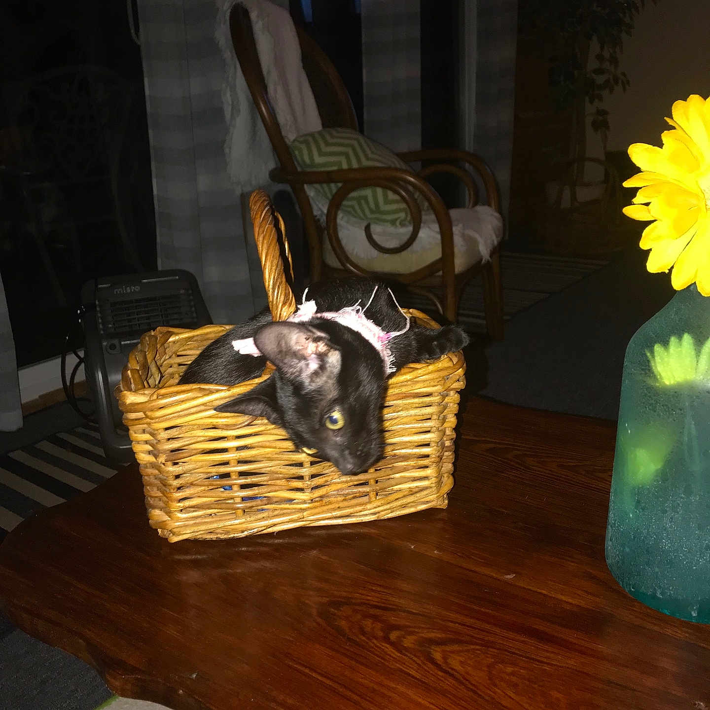 Ella is registered to the contest to win money with this photo: animal, basket, black_cat, blanket, chair, cozy, curious, cute, decor, domestic, flower, furniture, home, indoor, kitten, living_room, pet, pink_collar, vase, wooden_table