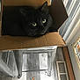 cat, black_cat, cardboard_box, stool, metal_stool, indoor, flooring, vent, door, window, curious, pet, animal, feline, close_up, green_eyes, cozy, household, resting, looking_up