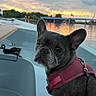 animal, boat, bridge, calm, canine, clouds, dog, french_bulldog, harness, leash, nature, outdoor, pet, portrait, river, scenic, sky, sunset, travel, water