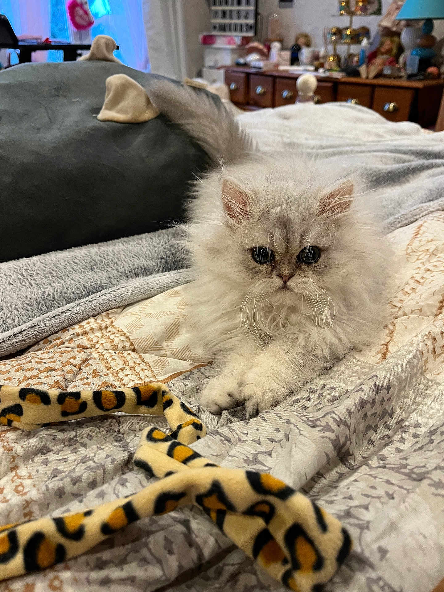 Arès a rejoint le concours — aidez-le/la à gagner de superbes lots ! kitten, cat, fluffy, bed, blanket, toy, leopard_print, indoor, pet, cute, feline, fur, resting, cozy, domestic, animal, small, young, curious, comfortable