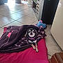 Louna a rejoint le concours — aidez-le/la à gagner de superbes lots ! dog, blanket, cushion, tile_floor, indoor, small_dog, pink_collar, plant, cabinet, wooden_furniture, toy, purple_blanket, pet_bed, looking_up, curious, cozy, home_interior, floor_tiles, domestic_pet, resting
