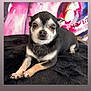 Louna a rejoint le concours — aidez-le/la à gagner de superbes lots ! dog, chihuahua, small_dog, black_and_tan, pet, animal, cute, lying_down, fur, ears, face, eyes, nose, paw, indoor, colorful_background, plush_surface, portrait, calm, looking_at_camera