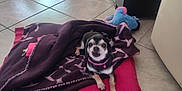 Louna participe au concours pour gagner de l'argent avec cette photo : dog, chihuahua, blanket, cushion, indoor, tile_floor, pet, small_dog, cozy, home_interior, plant, furniture, purple_blanket, pink_cushion, looking_up, animal, cute, companion, domestic, resting