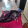 dog, chihuahua, blanket, cushion, indoor, tile_floor, pet, small_dog, cozy, home_interior, plant, furniture, purple_blanket, pink_cushion, looking_up, animal, cute, companion, domestic, resting