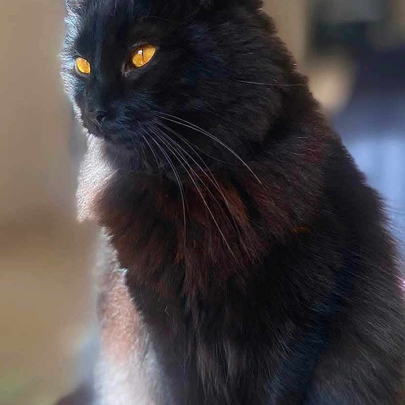 Princesse a rejoint le concours — aidez-le/la à gagner de superbes lots ! angora, animal, blackcat, cat, kitten, manx, pet
