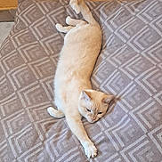 Nejma participe au concours pour gagner de l'argent avec cette photo : animal, cat, cream_colored, cushion, cute, feline, floor_tile, fur, gray_patterned, home, indoor, long_body, paw, pet, relaxed, resting, stretching, wall, whiskers, yellow_wall