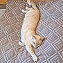 animal, cat, cream_colored, cushion, cute, feline, floor_tile, fur, gray_patterned, home, indoor, long_body, paw, pet, relaxed, resting, stretching, wall, whiskers, yellow_wall