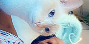 Nejma a rejoint le concours — aidez-le/la à gagner de superbes lots ! person, cat, selfie, filter, bunny_ears, glitter, heart, cute, fluffy, face, animal, indoor, closeup, pet, fun, portrait, whiskers, eyes, nose, playful