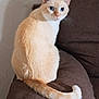 cat, blue_eyes, cream_fur, fluffy, sitting, couch, indoor, pet, animal, feline, tail, looking_back, curious, whiskers, ears, furniture, home, domestic, cozy, resting