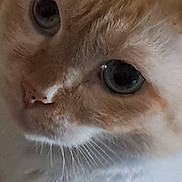 Nejma a rejoint le concours — aidez-le/la à gagner de superbes lots ! cat, close_up, face, whiskers, blue_eyes, fur, pet, animal, cute, curious, portrait, indoor, soft_light, mammal, feline, nose, eye, macro, close_range, domestic_cat