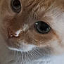 cat, close_up, face, whiskers, blue_eyes, fur, pet, animal, cute, curious, portrait, indoor, soft_light, mammal, feline, nose, eye, macro, close_range, domestic_cat
