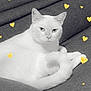 animal, cat, companion, couch, cozy, cute, domestic, ears, feline, fur, gray_couch, heart_overlay, indoor, love, pet, relaxed, resting, tail, whiskers, white_cat