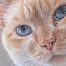 cat, close_up, blue_eyes, fur, whiskers, nose, pet, animal, face, cute, domestic_animal, mammal, portrait, feline, soft_texture, orange_fur, indoor, whisker, eye, pink_nose