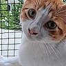 Sunny participe au concours pour gagner de l'argent avec cette photo : cat, close_up, orange_cat, white_cat, pet, animal, feline, whiskers, green_eyes, curious, face, portrait, indoor, mesh_fence, background_blur, nature, paw, fur, sitting, looking