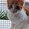 Sunny participe au concours pour gagner de l'argent avec cette photo : cat, kitten, orange_and_white, wire_mesh, outdoor, animal, pet, curious, close_up, whiskers, ears, face, fur, young_animal, window, background, green_plants, building, nature, daylight
